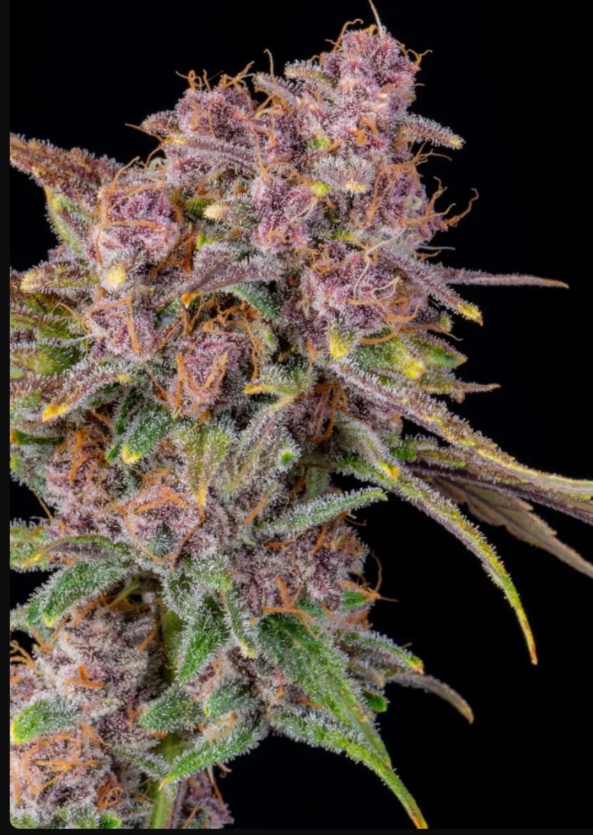 Gorilla Punch Auto — 3