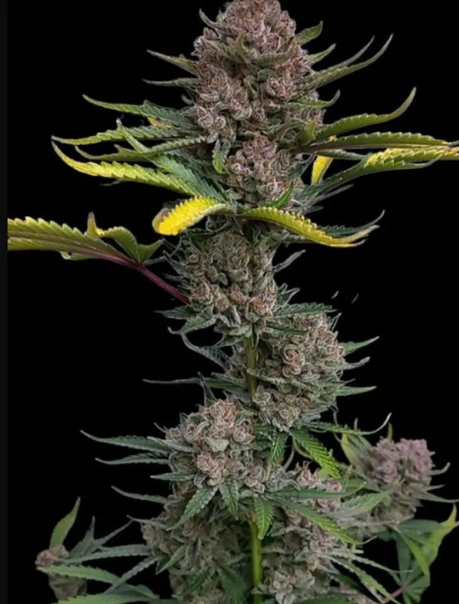 Gorilla Punch Auto — 5