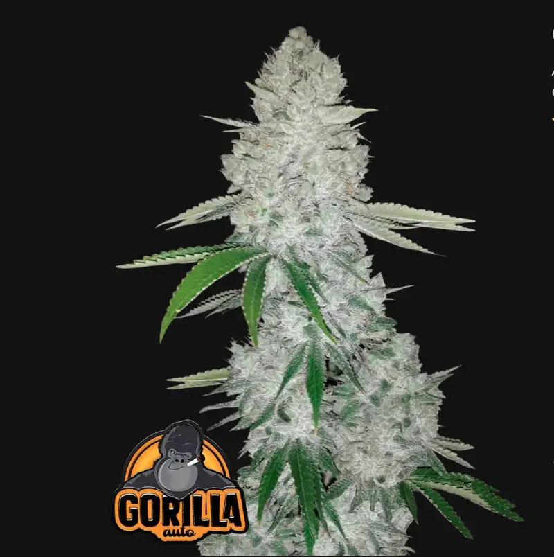 Gorilla Auto — 1
