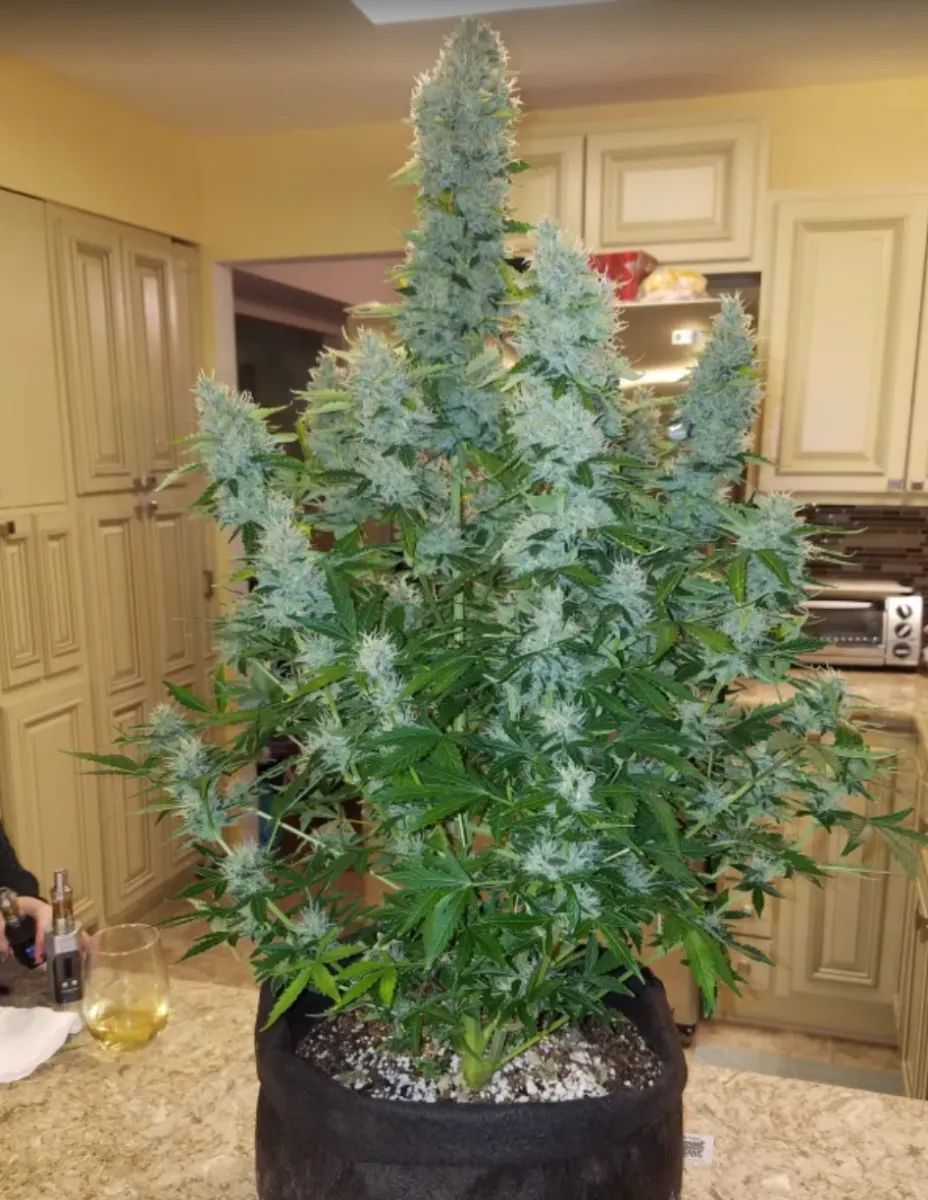 Gorilla Auto — 2