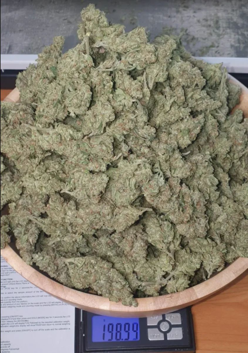 Gorilla Auto — 3