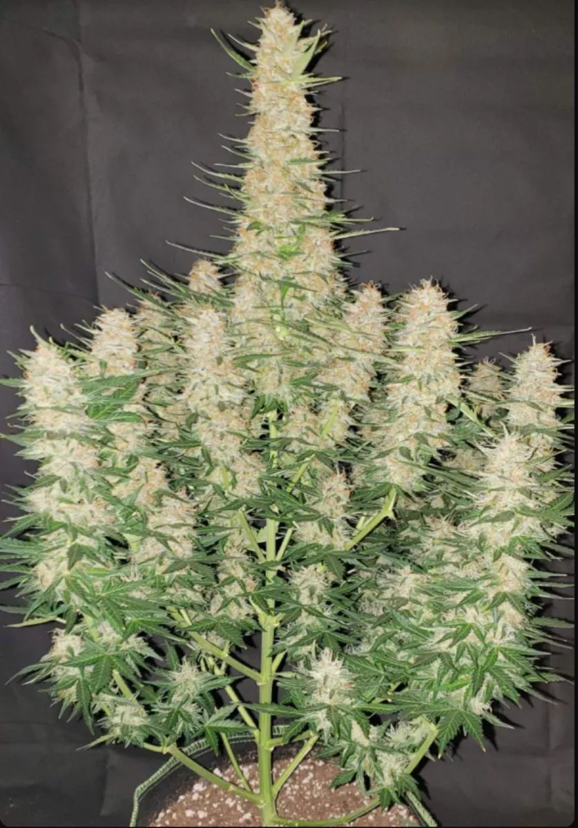 Gorilla Auto — 4