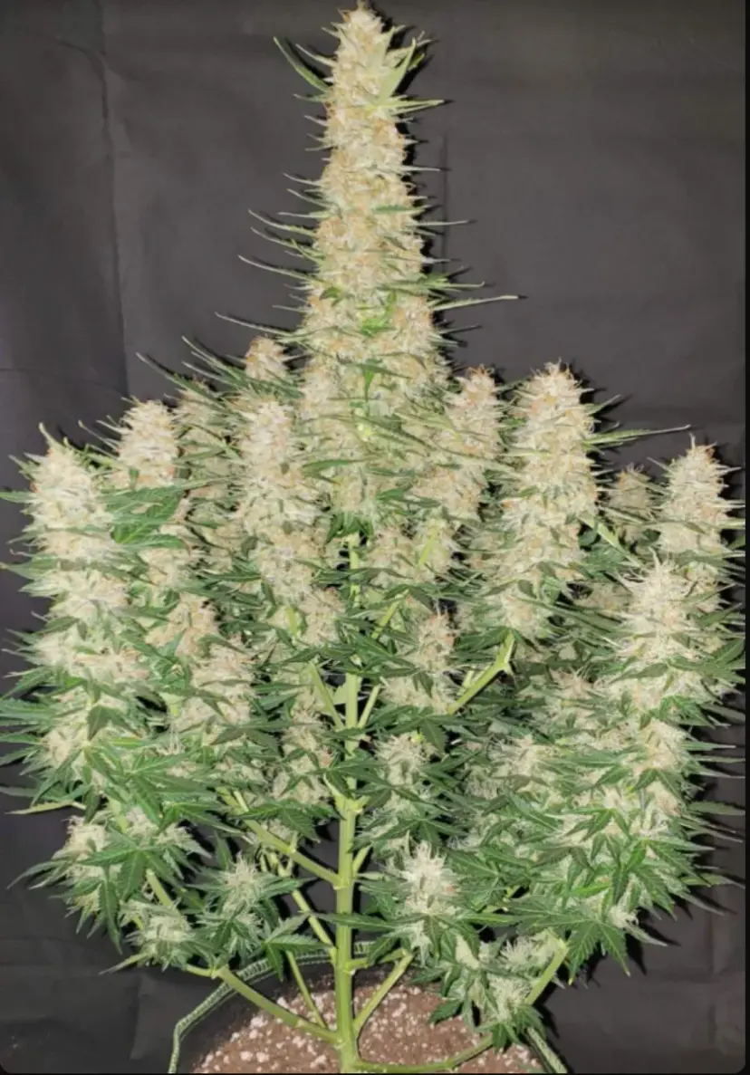 Gorilla Auto — 4