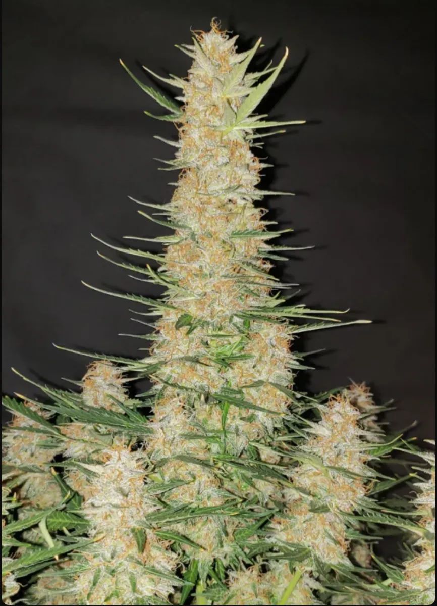 Gorilla Auto — 5
