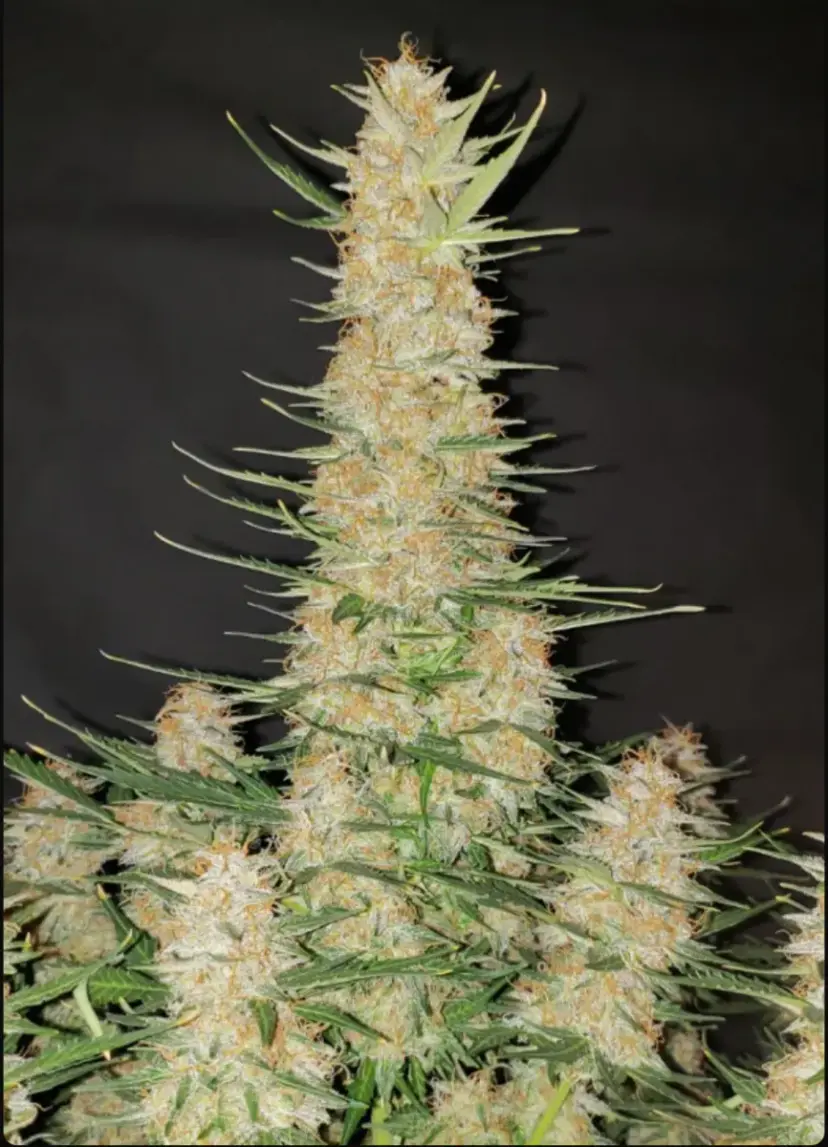 Gorilla Auto — 5