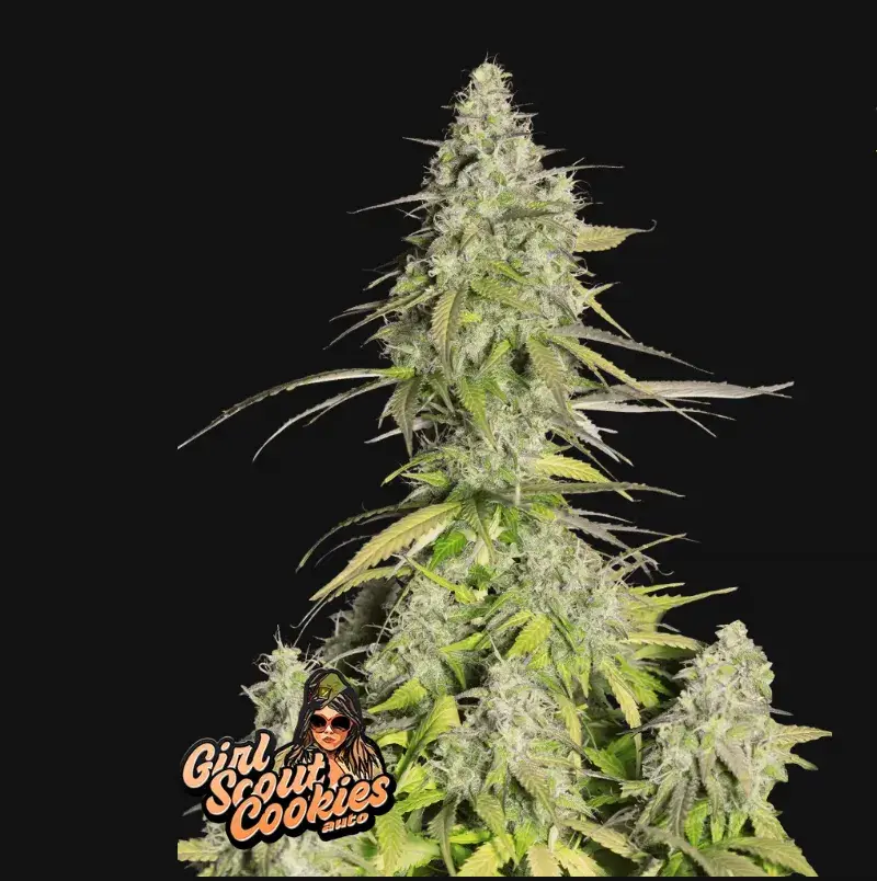 Girl Scout Cookies Auto — 1