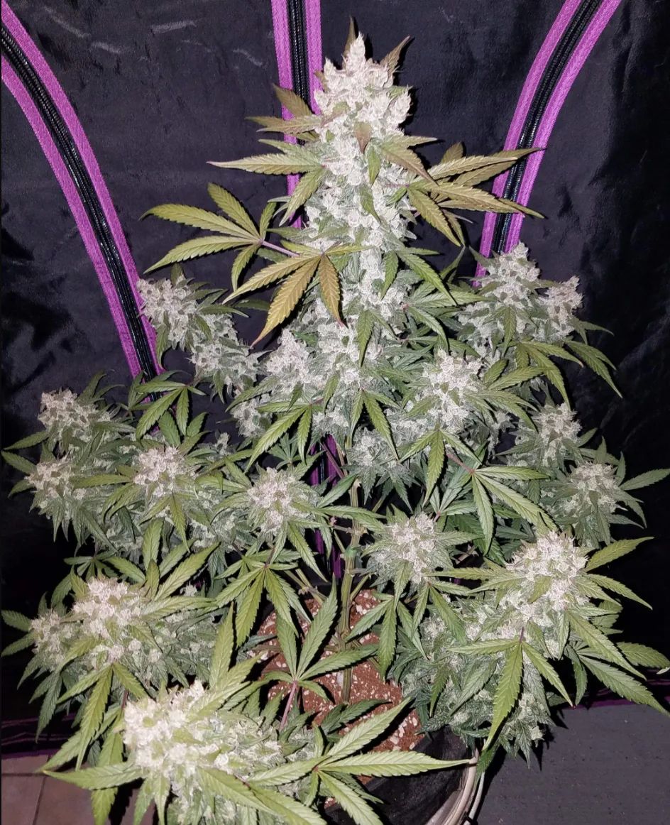 Girl Scout Cookies Auto — 2