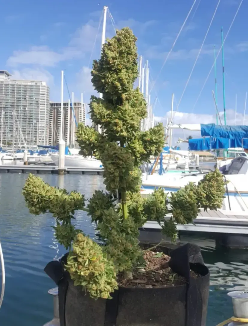 Girl Scout Cookies Auto — 3