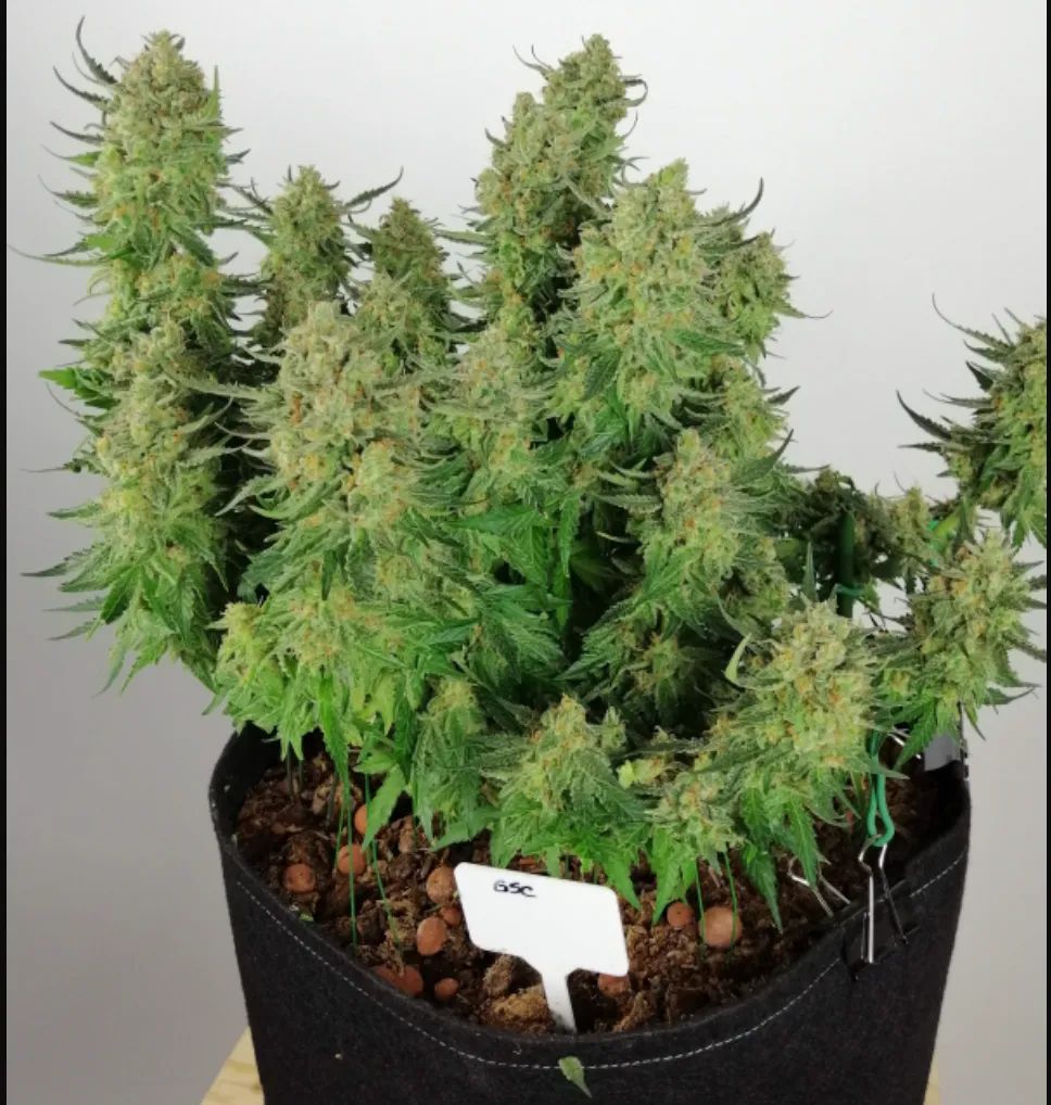 Girl Scout Cookies Auto — 4