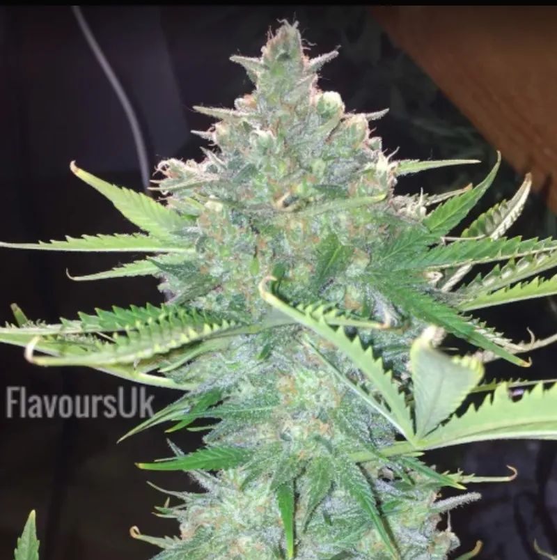 Girl Scout Cookies Auto — 5