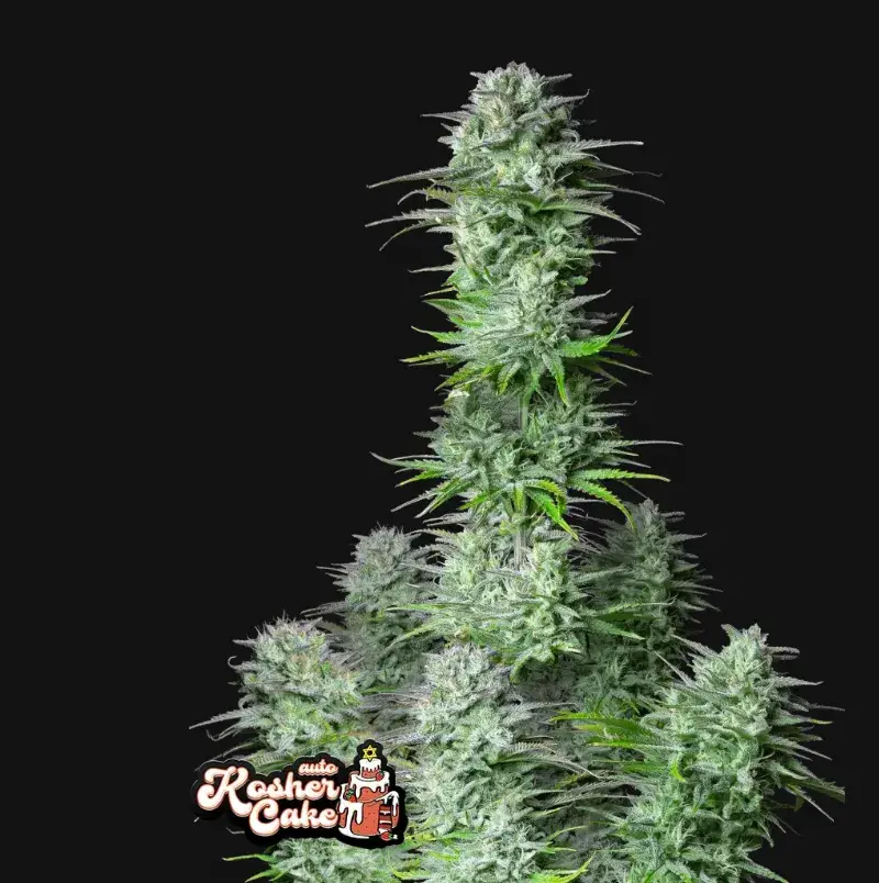 Kosher Cake Auto — 1