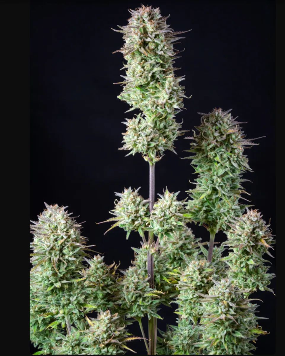 Kosher Cake Auto — 2