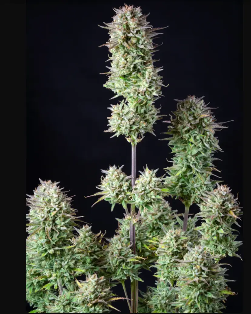 Kosher Cake Auto — 2