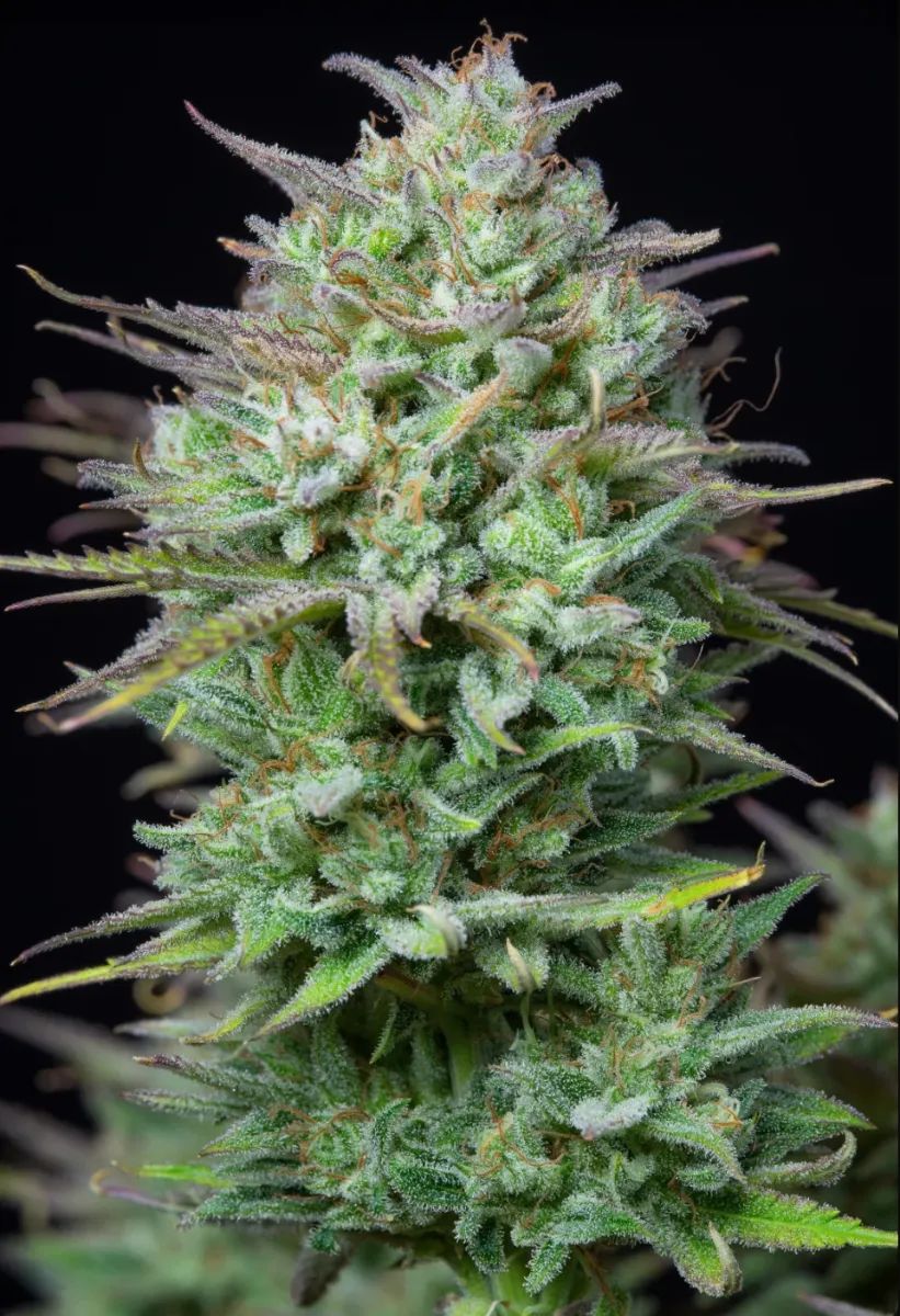 Kosher Cake Auto — 3