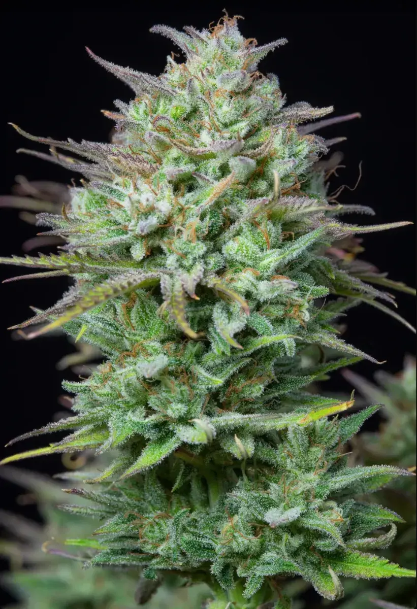 Kosher Cake Auto — 3
