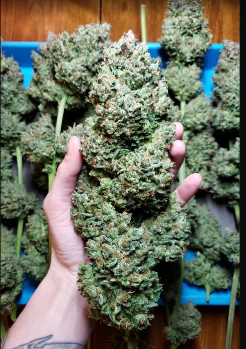 Kosher Cake Auto — 4