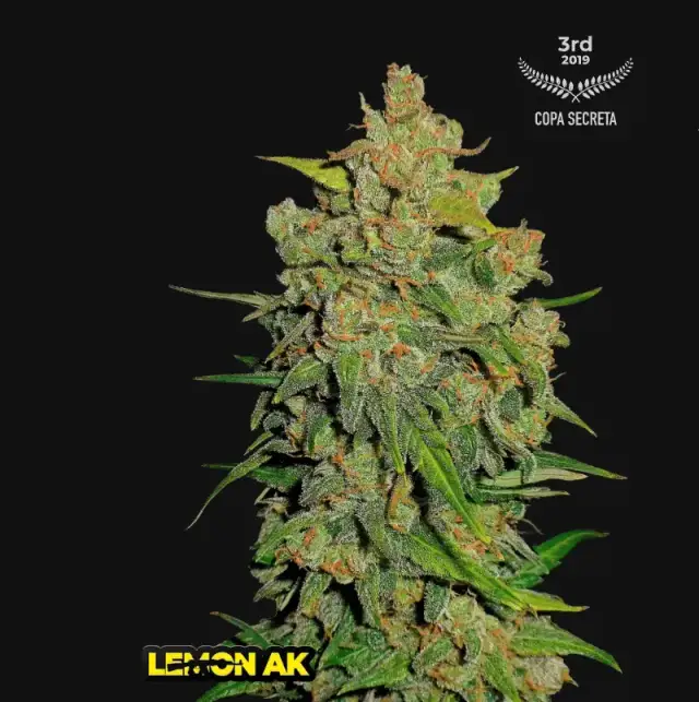 Lemon AK Auto — 1