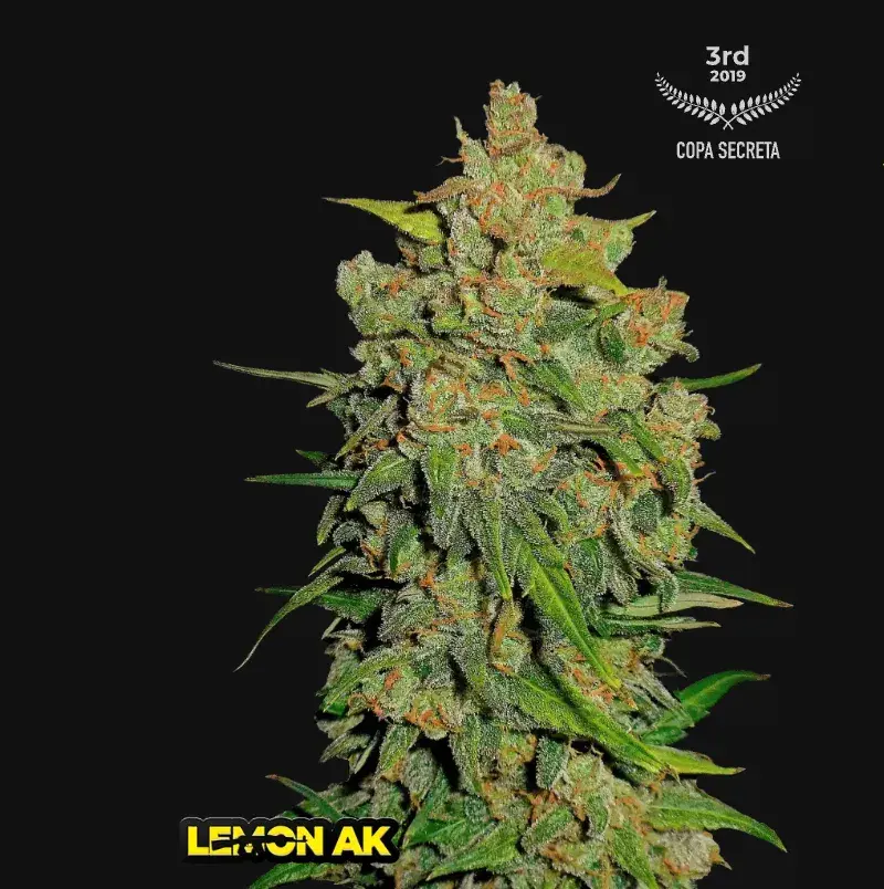 Lemon AK Auto — 1