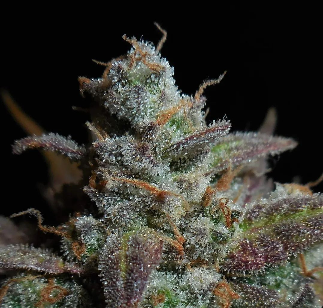 Lemon AK Auto — 3