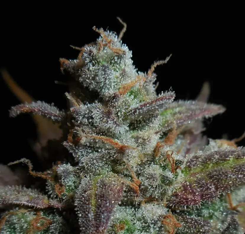 Lemon AK Auto — 3