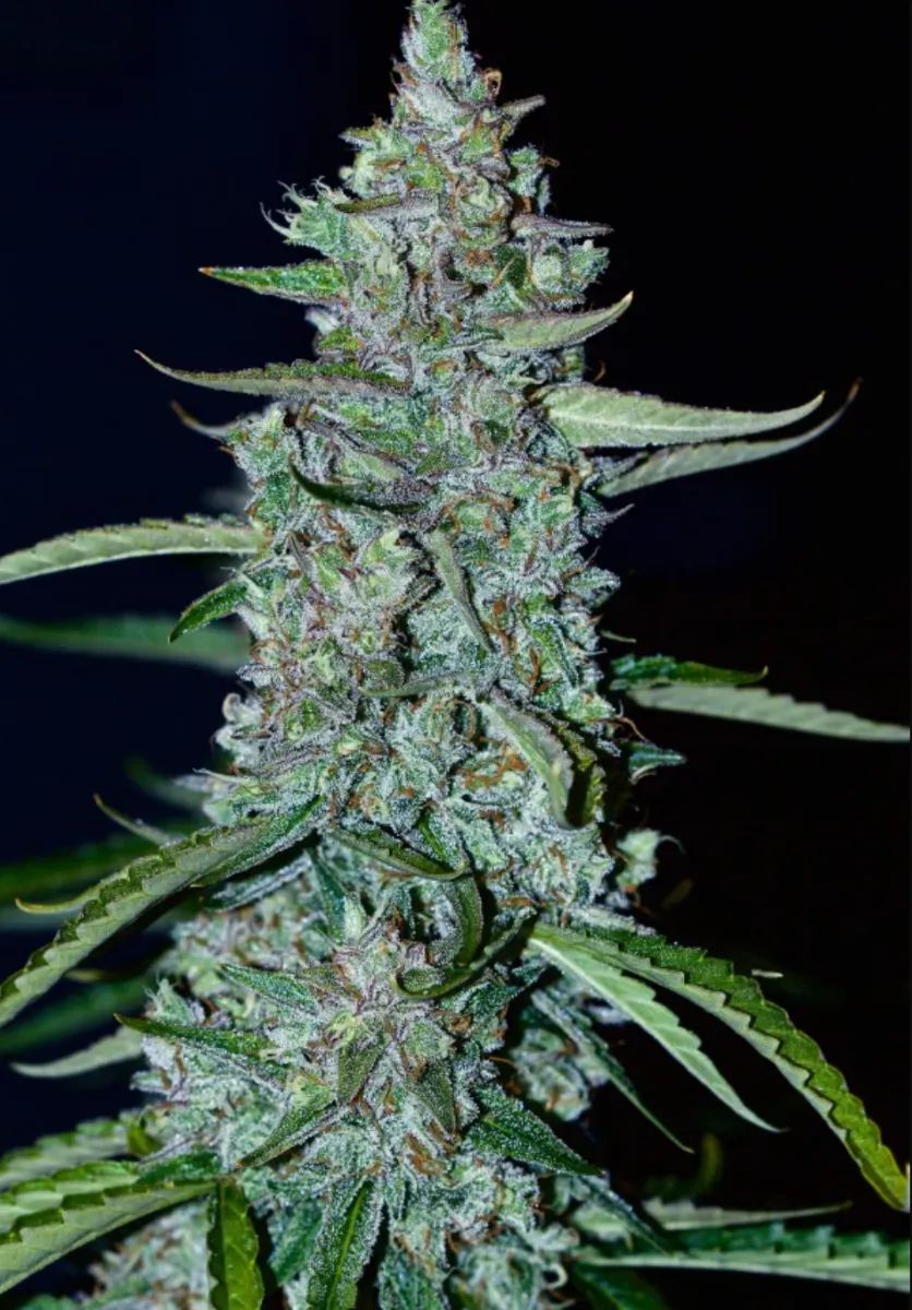 Lemon AK Auto — 4