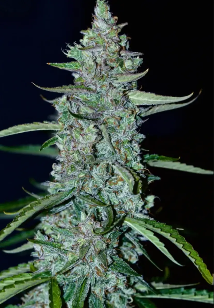 Lemon AK Auto — 4
