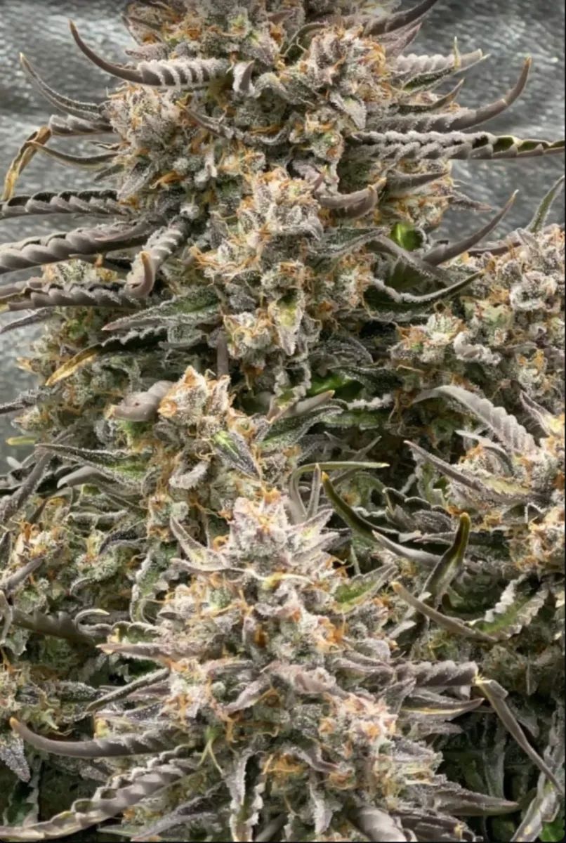Lemon AK Auto — 5