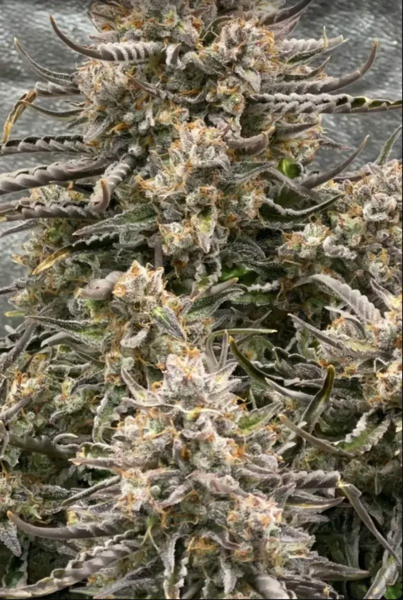 Lemon AK Auto — 5