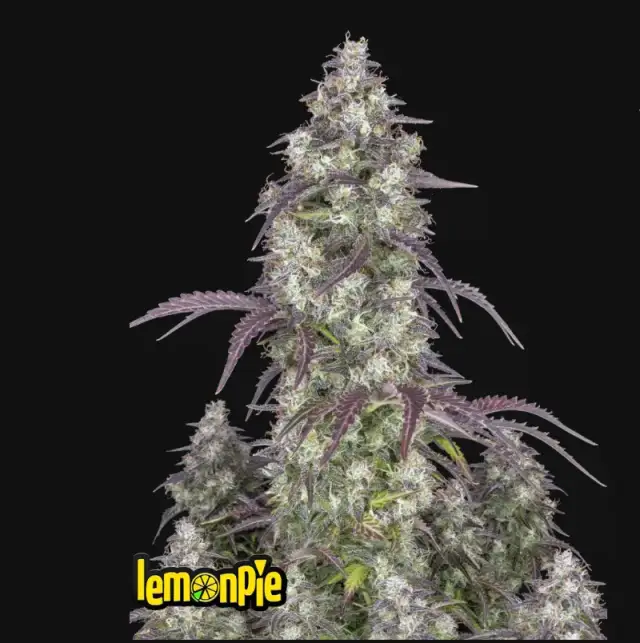 Lemon Pie Auto — 1