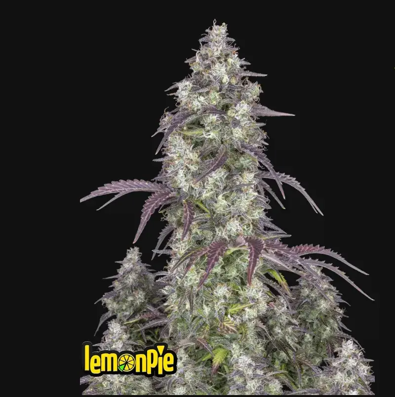 Lemon Pie Auto — 1