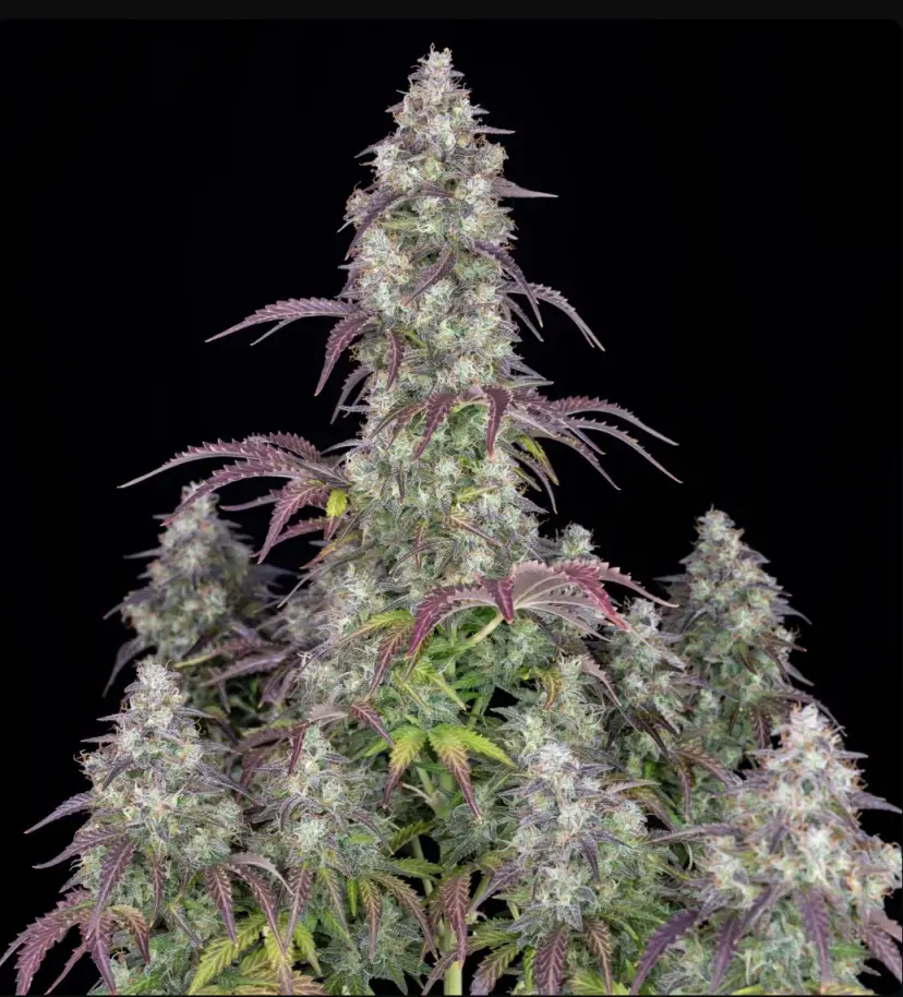 Lemon Pie Auto — 2