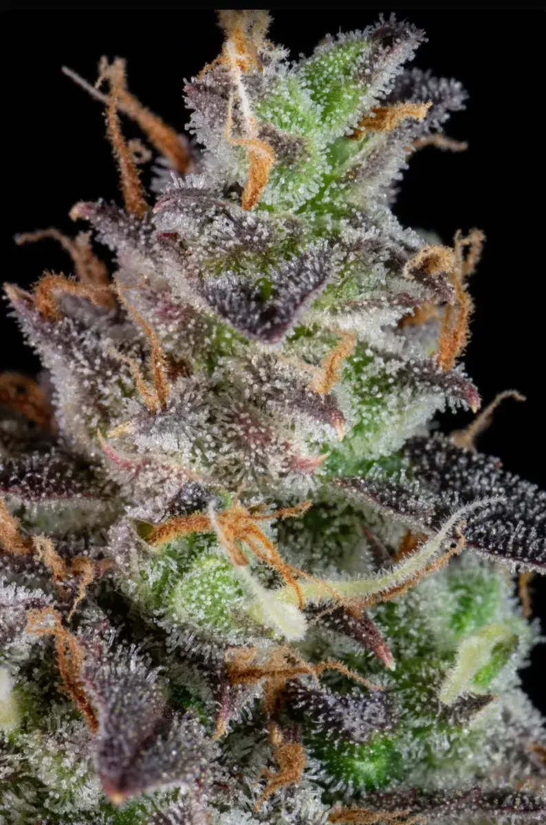 Lemon Pie Auto — 3
