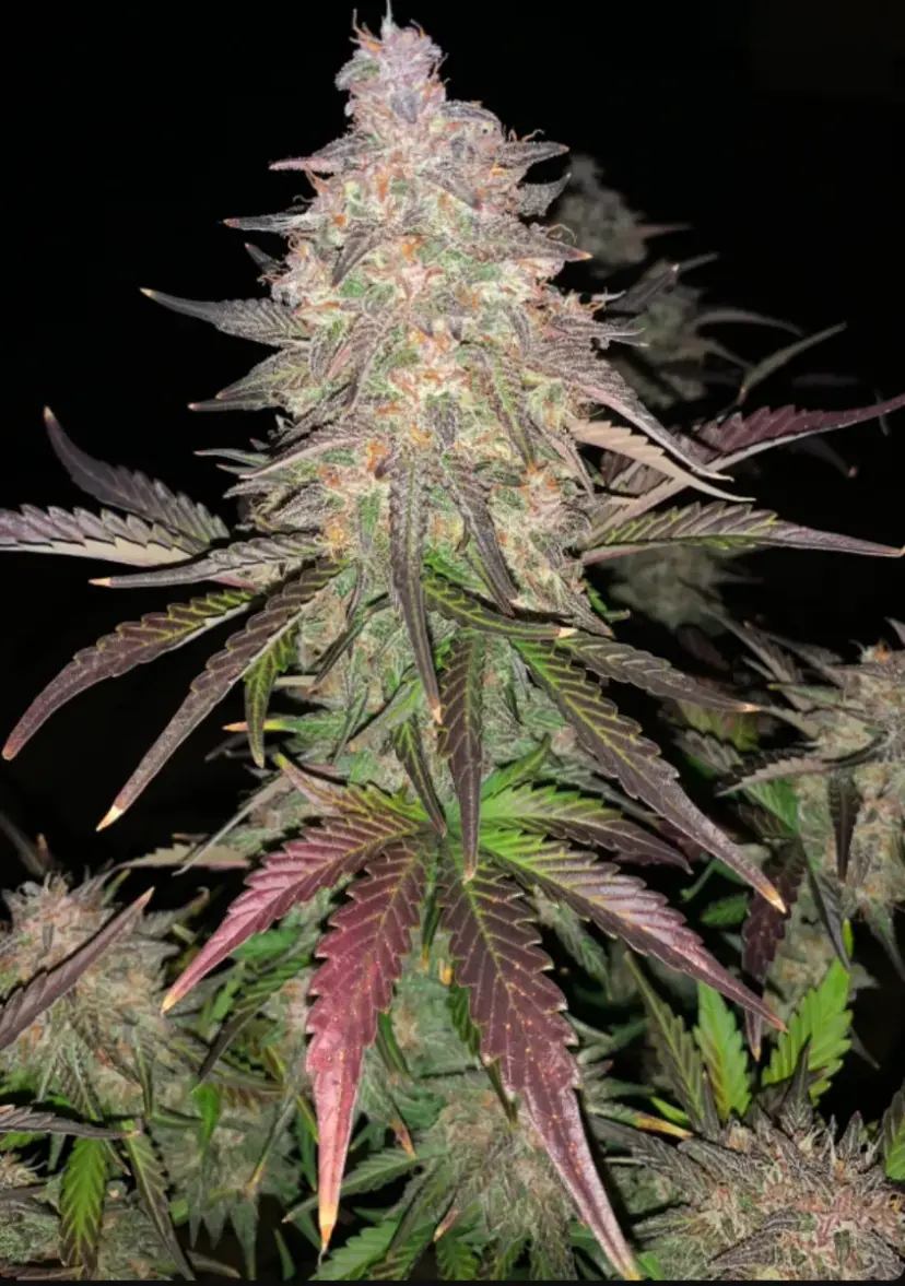 Lemon Pie Auto — 4