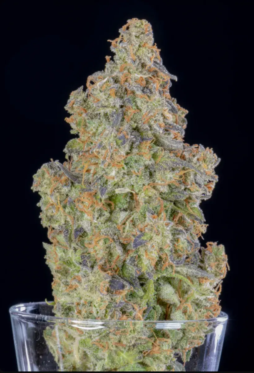 Lemon Pie Auto — 5