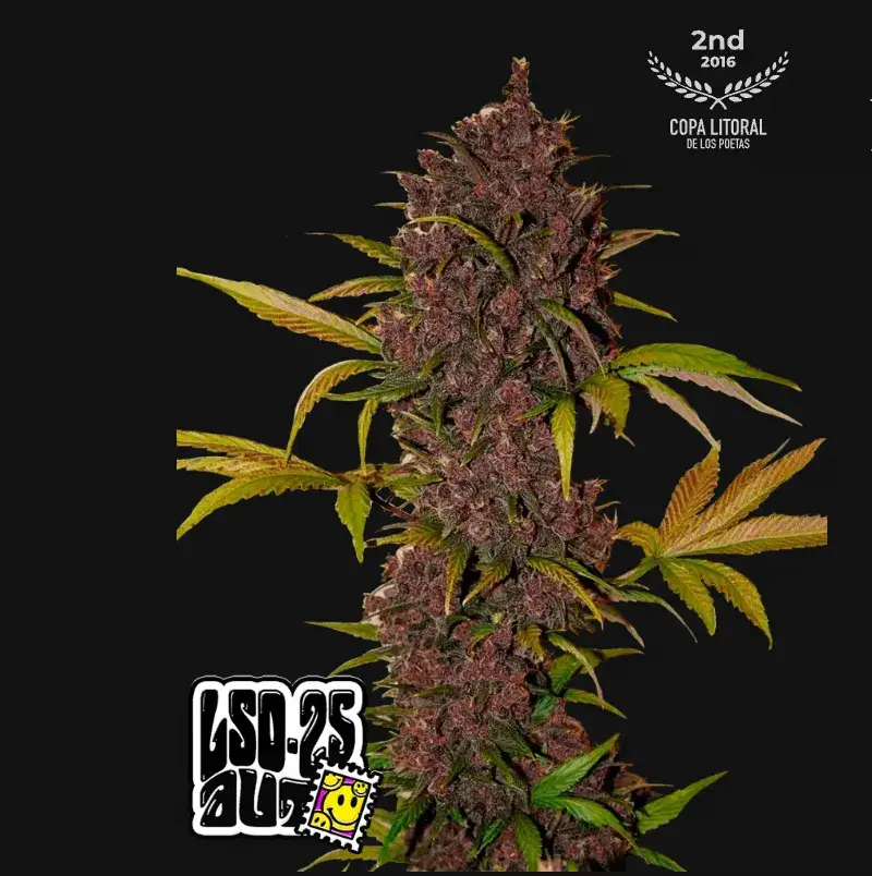 LSD-25 Auto — 1
