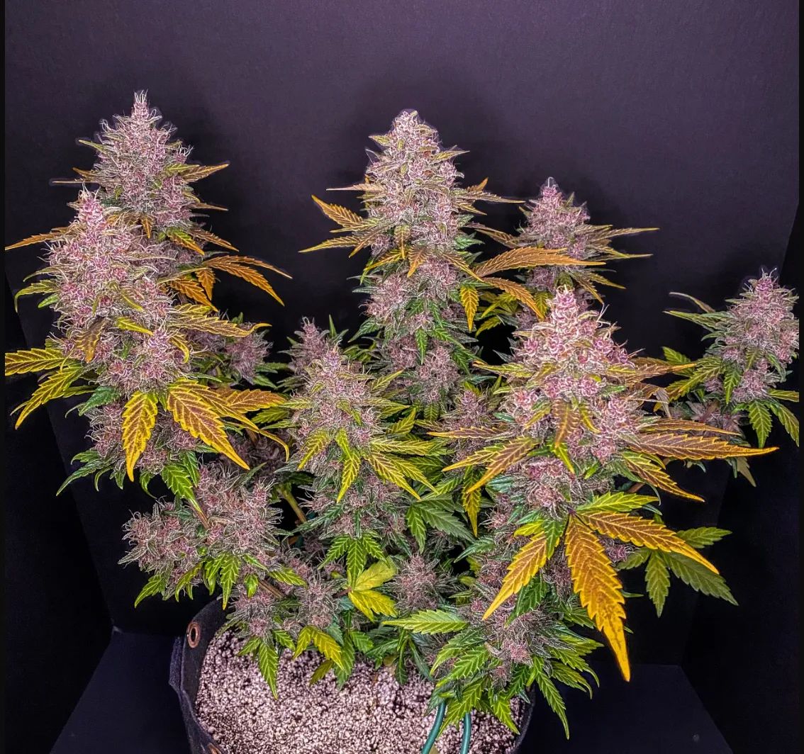 LSD-25 Auto — 2