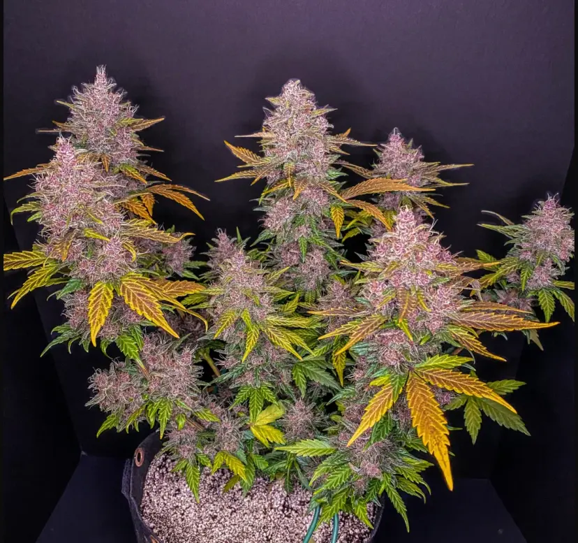 LSD-25 Auto — 2