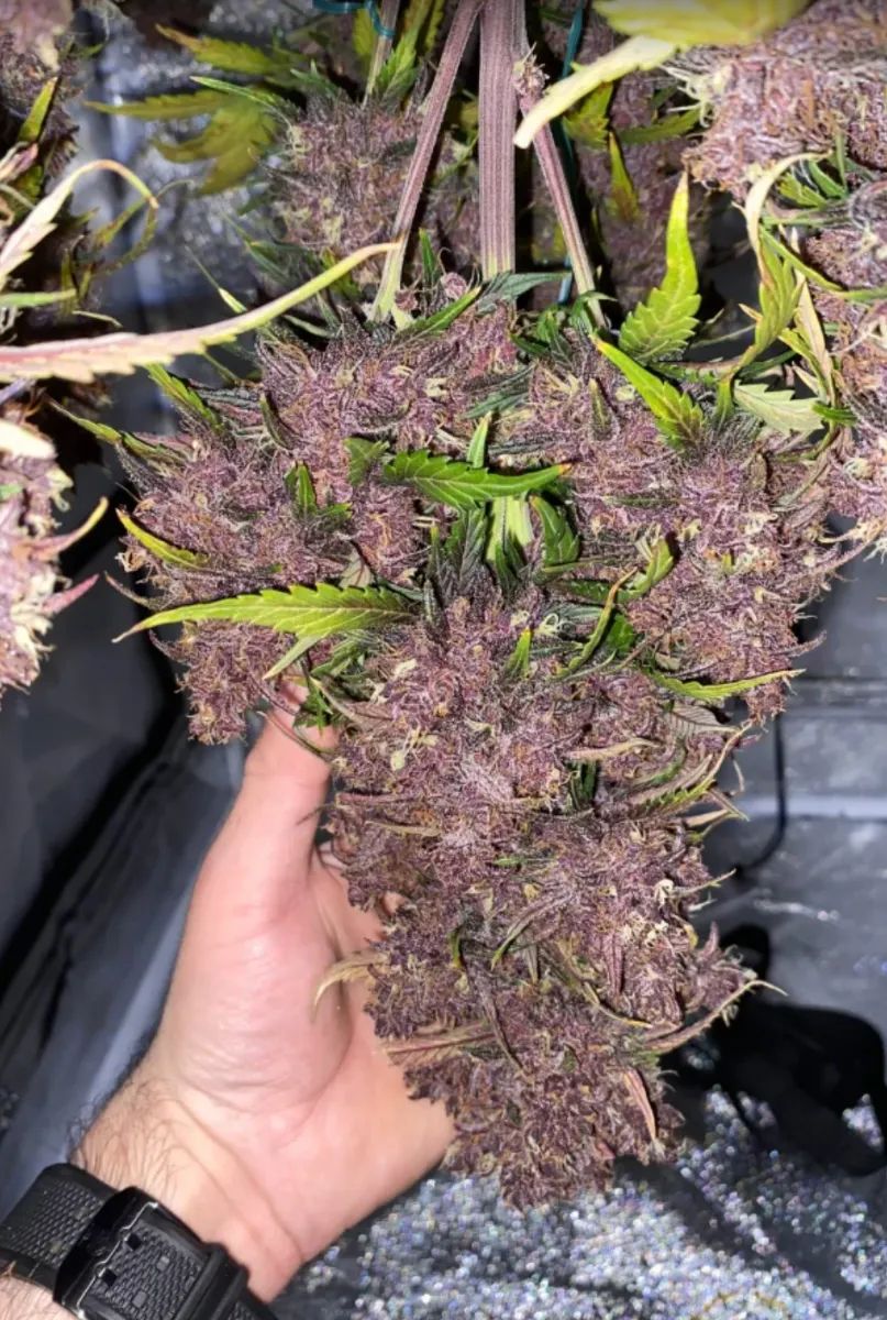LSD-25 Auto — 3