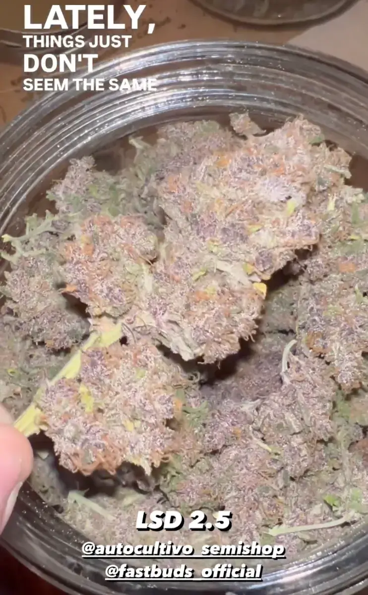 LSD-25 Auto — 5