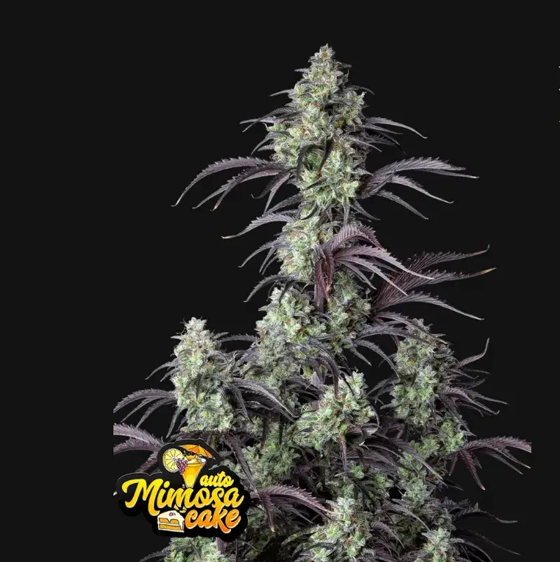 Mimosa Cake Auto — 1