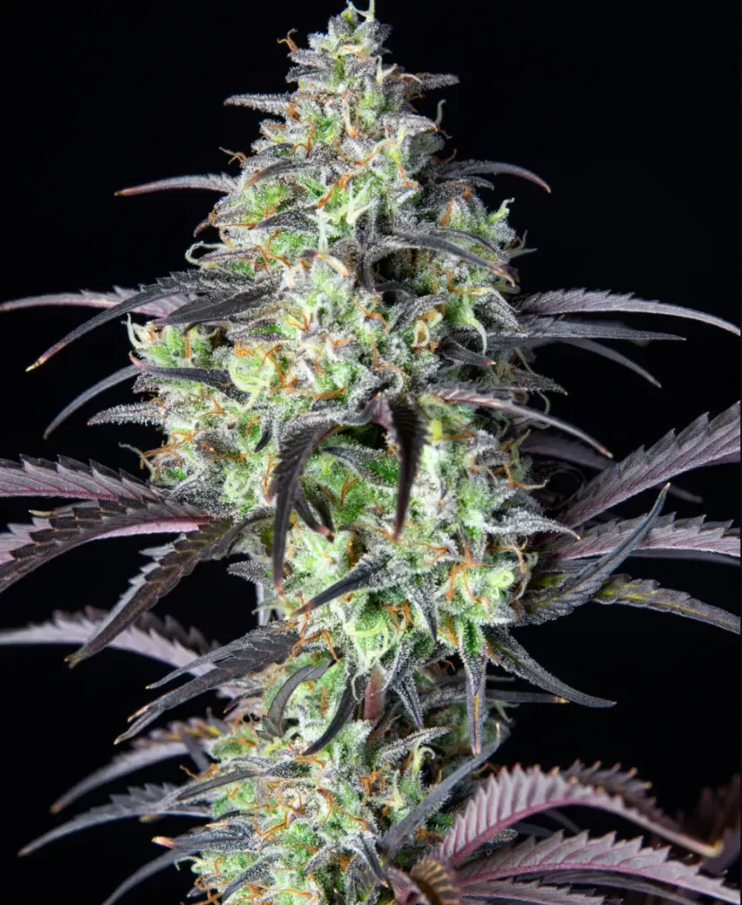 Mimosa Cake Auto — 2
