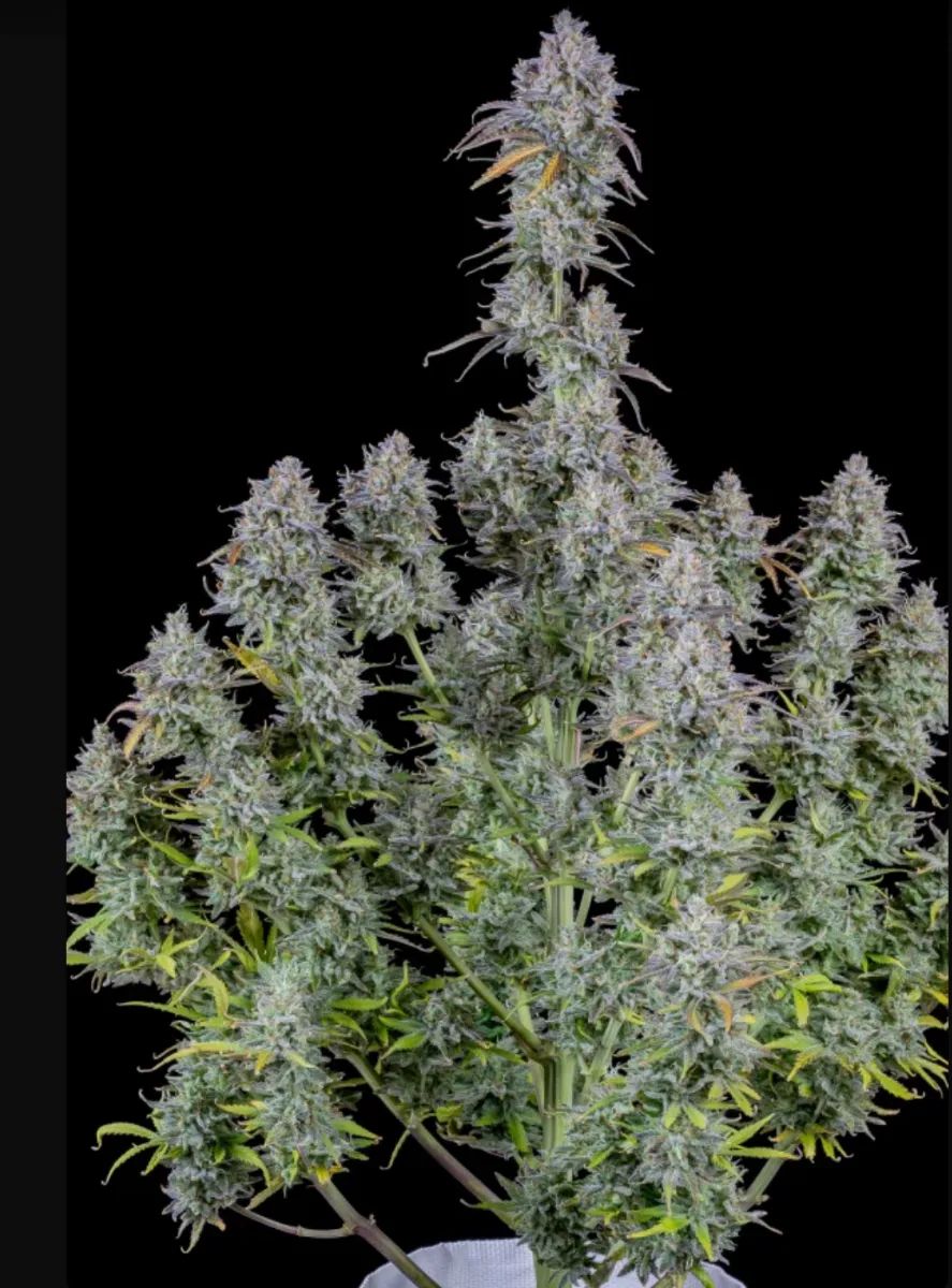 Mimosa Cake Auto — 3