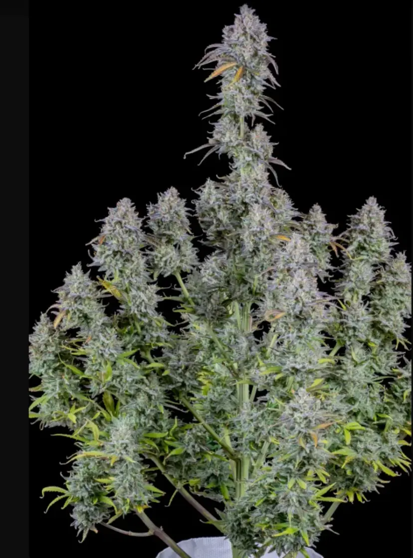 Mimosa Cake Auto — 3