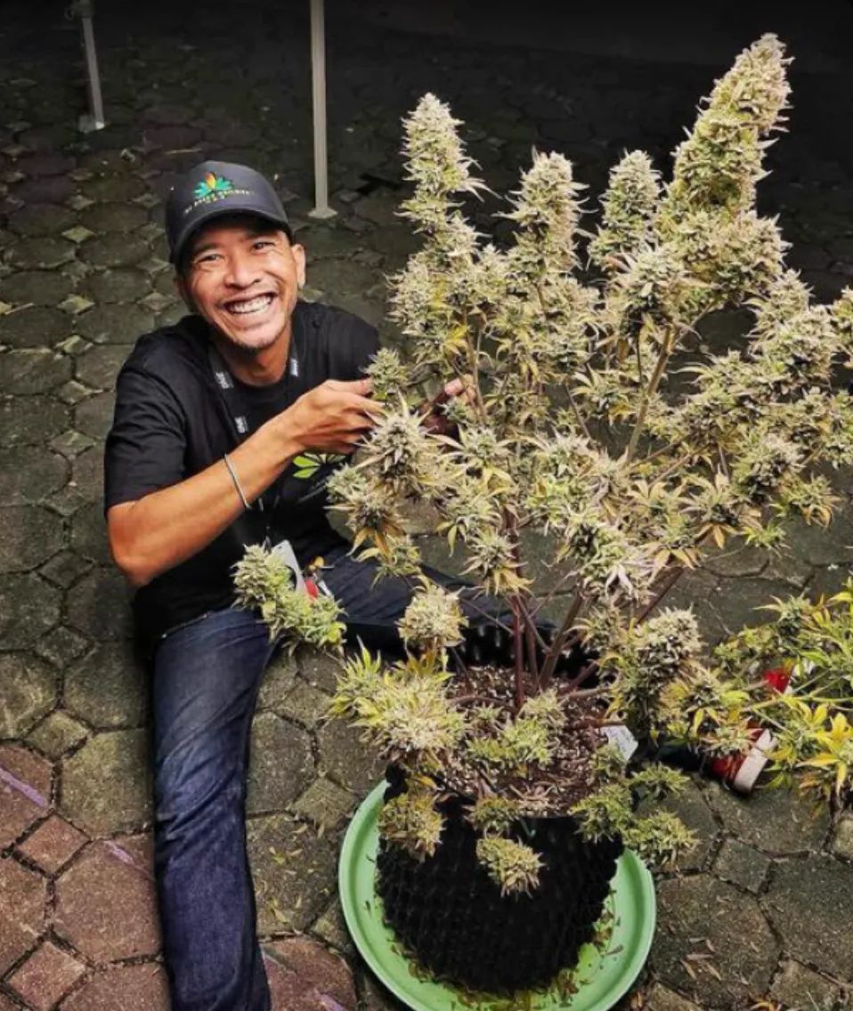 Mimosa Cake Auto — 4