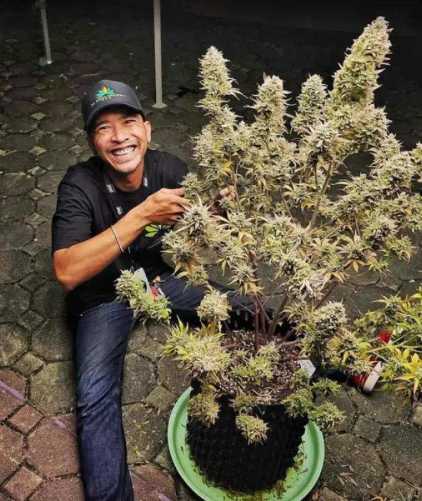 Mimosa Cake Auto — 4