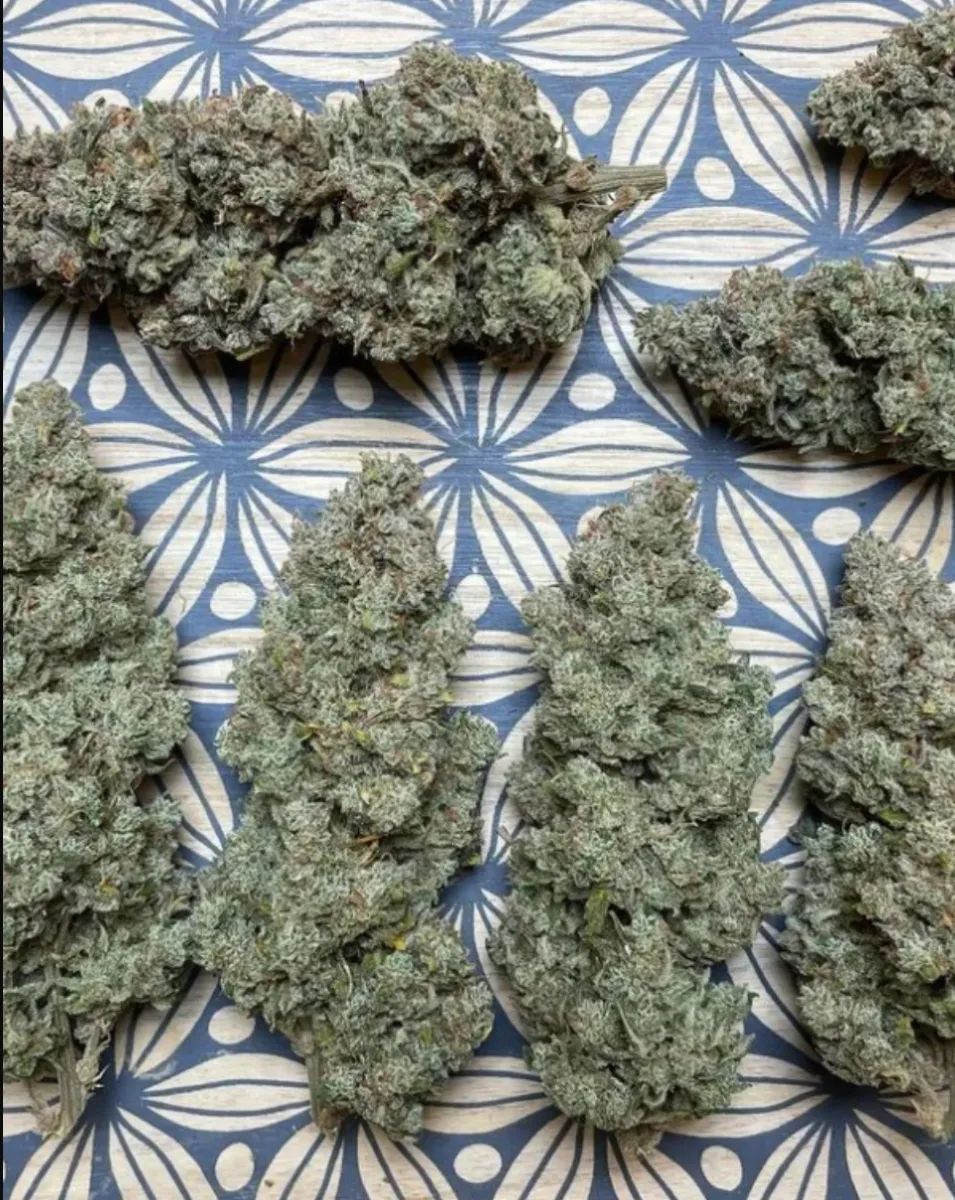 Mimosa Cake Auto — 5