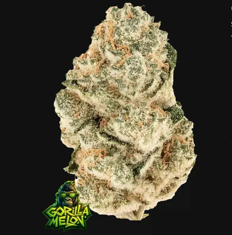 Gorilla Melon — 1
