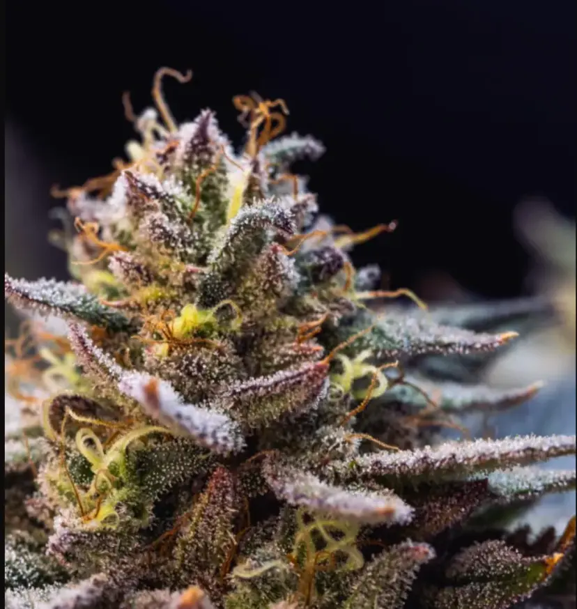 Gorilla Melon — 2