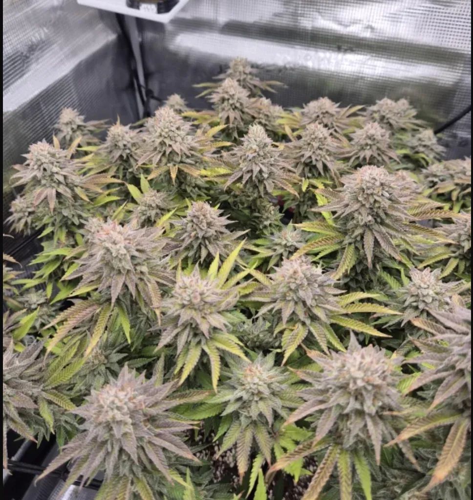Gorilla Melon — 3