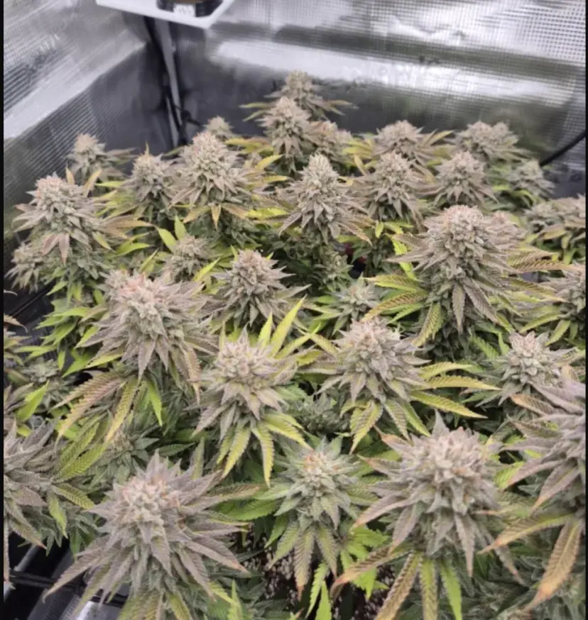 Gorilla Melon — 3